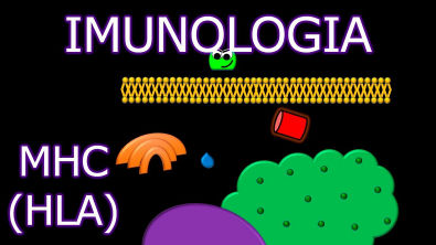 Aula: Imunologia - MHC (HLA) | Imunologia #6