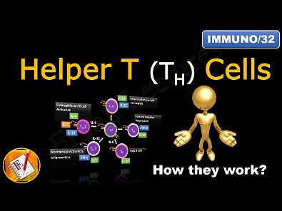 Helper T Cells: TH1 cells, TH2 cells, TH17 cells, TFH cells and Treg ...