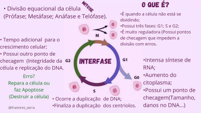 Interfase Celular