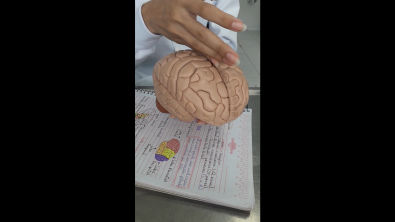 Anatomia do encéfalo - Lobos cerebrais