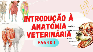 Introdução à Anatomia Veterinária part 1
