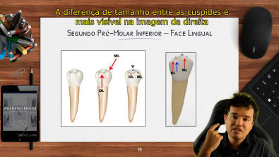 Anatomia do Segundo Pré-Molar Inferior - Resumo de Anatomia Dental - Dente 35 e 45