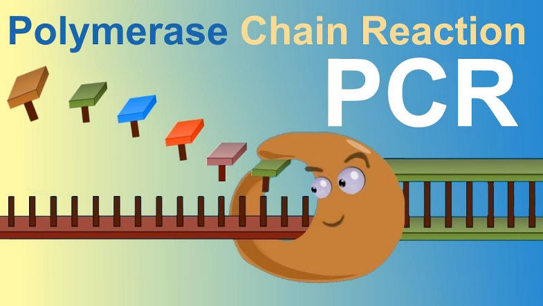PCR - Polymerase Chain Reaction (IQOG-CSIC)
