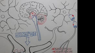 Sistema_Nervoso_Anima_o_Neur_nios_sinapse_contra_o_muscular_e_movimento