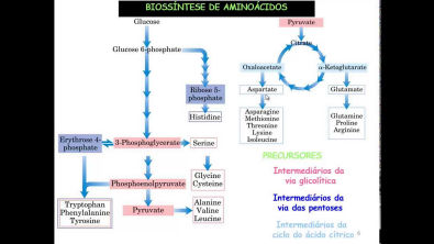 Curso de Bioquimica: Biossíntese de aminoácidos