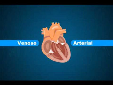 FISIOLOGIA   Sistema Cardiovascular