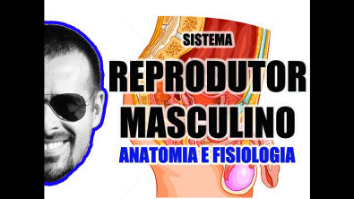 Vídeo Aula 058 - Sistema Reprodutor Masculino - Anatomia Humana - Órgãos genitais masculinos