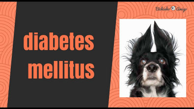 Diabetes mellitus tipo I em cães - etiologia, causas, sintomas, diagnóstico e tratamento