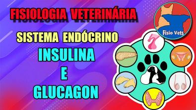 Sistema endócrino - Pâncreas endócrino (Insulina e glucagon) - Fisiologia veterinária - Aula 4