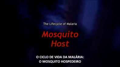 Ciclo de vida da malária - O mosquito hospedeiro