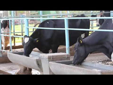 shorts Cruzamento tricross para produção de vacas leiteiras