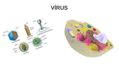 Aula 03 Microbiologia - Vírus