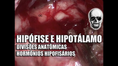 Hipotálamo, Hipófise e Hormônios | Sistema NervosoEndócrino | Anatomia Humana | Vídeo Aula 156