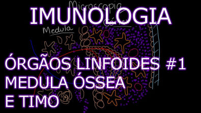 Aula Imunologia - Órgãos Linfoides - Medula Óssea e Timo | Imunologia 4