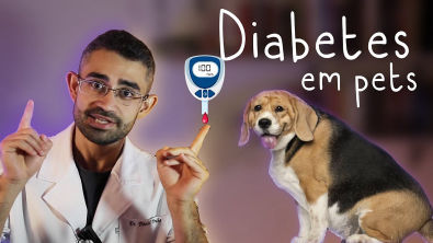 DIABETES em cães e gatos | Dica Veterinária 55