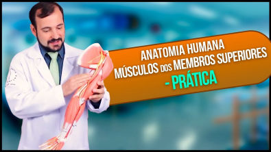 Anatomia Humana - Músculo Membro Superior PRÁTICA