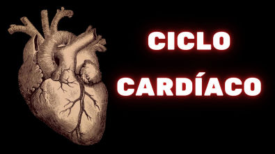 Ciclo cardíaco e valvas cardíacas Fisiologia Humana