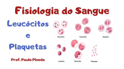 Fisiologia do Sangue - Leucócitos e Plaquetas