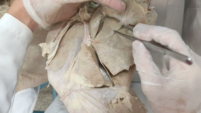 Estruturas do membro pélvico - Anatomia