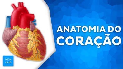 Anatomia do coração Câmaras, valvas, ciclo cardíaco e vascularização