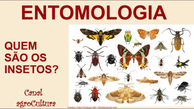 Aula de entomologia Quem são os insetos?