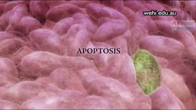 Mecanismo da apoptose