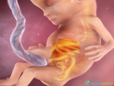 A gravidez por dentro - 10 a 14 semanas - BabyCenter