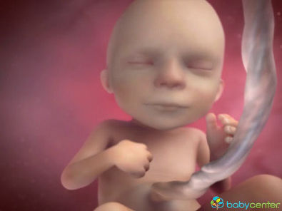 A gravidez por dentro - 15 a 20 semanas - BabyCenter