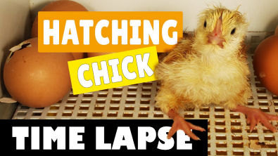 Hatching Eggs - Chicks Chickens - Time lapse Video