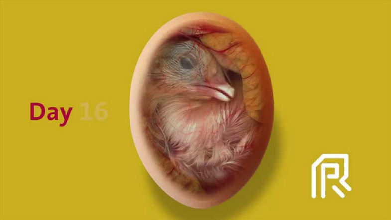 Embryonic development of the chicken