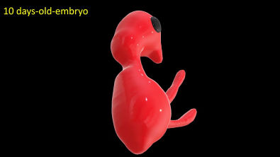 Chick embryo development from 33 hrs to 21 days (hatching) 3D Dancing Supported with Sweet Music
