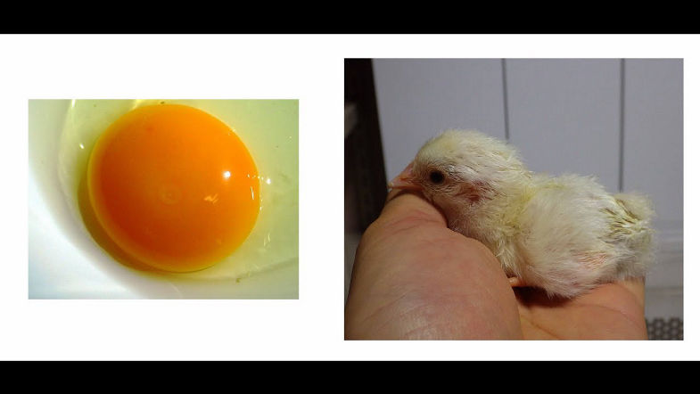 Observation of the Development of Chick Embryo