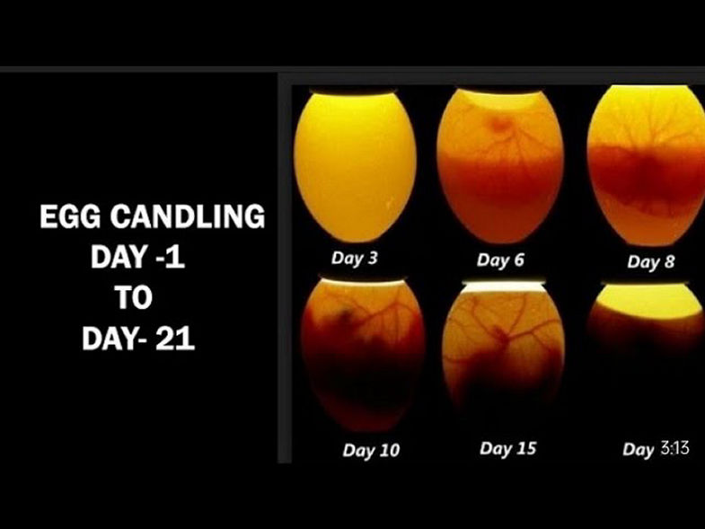Egg candling from Day 1 to 21 Day|| Egg hatching