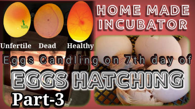 Candling of chicken eggs on 7th day Eggs hatching part 3 Hindi Urdu