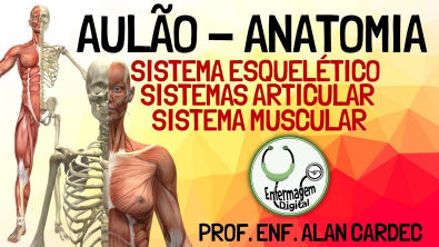 Sistema Esquelético, Articular e Muscular - Revisão Anatomia Humana