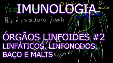 Aula Imunologia - Órgãos Linfoides - Vasos Linfáticos, Linfonodos, Baço e MALTs | Imunologia 5