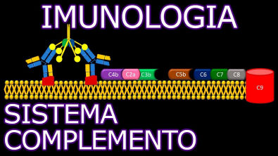 Aula Imunologia - Sistema Complemento | Imunologia 8