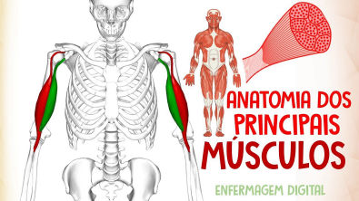 Anatomia dos Principais Músculos do Corpo Humano - Prof Alan Cardec