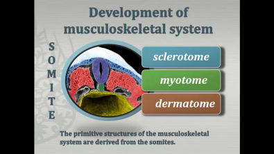 Development of the Muscular system