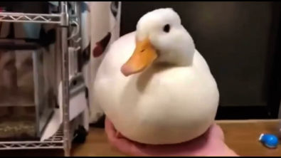 Duck quacks and disappears (duck quack and disappear meme)