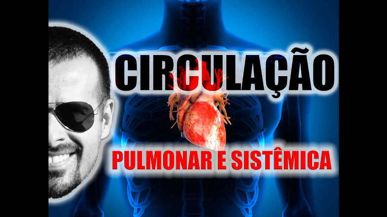 Sistema Circulatório Circulação pulmonar e circulação sistêmica (esquema didático) - VideoAula 004