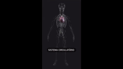 Sistema Circulatório - Grande e Pequena Circulação - Detalhada