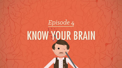 Meet Your Master - Getting to Know Your Brain Crash Course Psychology 4