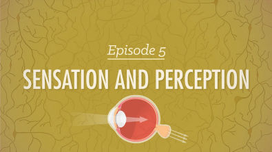 Sensation and Perception Crash Course Psychology 5