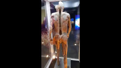 ANATOMÍA EN 3D _ EL CUERPO HUMANO REAL(360P) - Anatomia Humana Básica