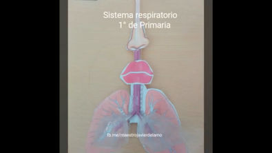 Sistema respiratorio para niños de 1 de Primaria (manualidad fácil) maestra Irene O(360P)