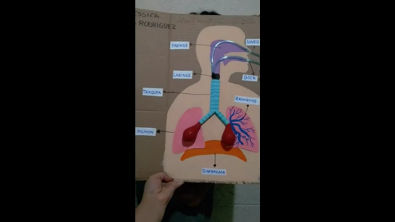 Maqueta del sistema respiratorio(360P)