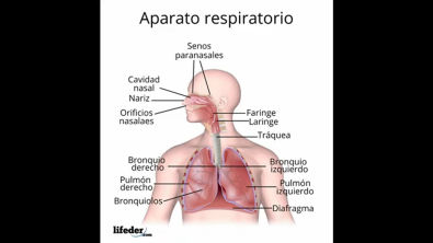sistema respiratorio función(360P)