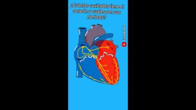 Anatomía del corazón _ Cuáles son los nombres de las cavidades cardiacas_(360P)