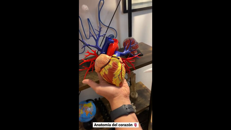 Anatomía del corazón -- _ _shorts _doctorwilliamguerrero(360P)